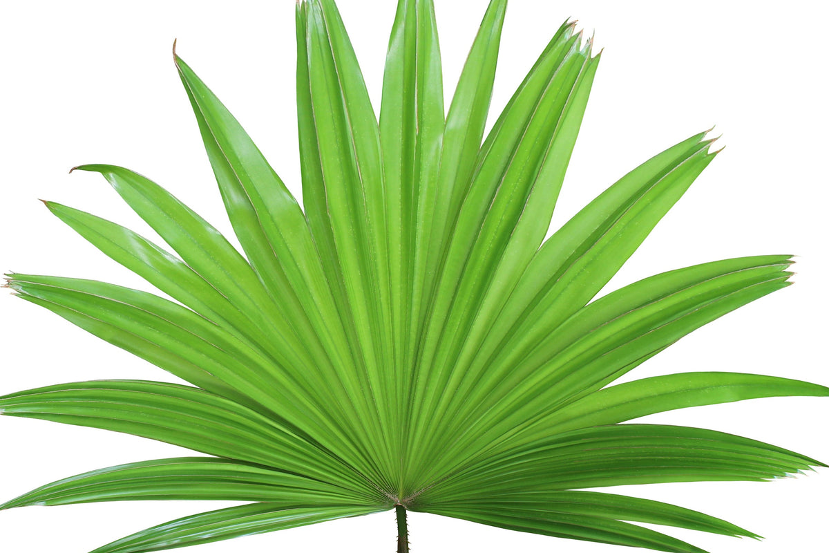 Organic aloe vera leaf for healthy hair and scalp. Saw Palmetto for scalp health and stronger looking hair