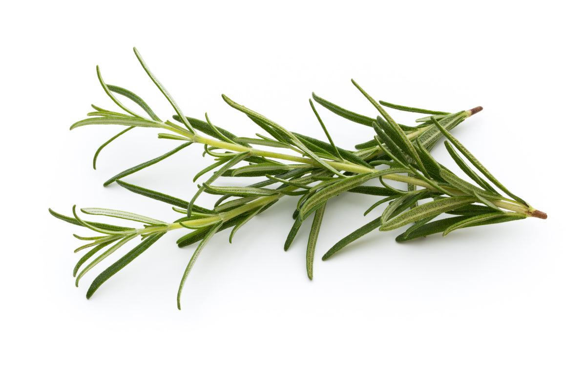 Fresh Rosemary sprigs for natural hair growth and healthy scalp care